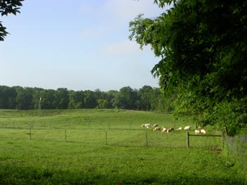 Lambs on Luna Noua Farm