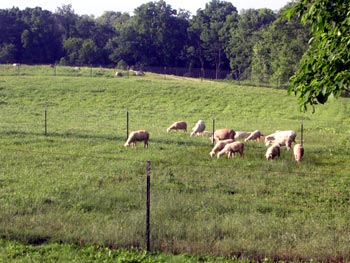 mORIGINS' lambs on pasture