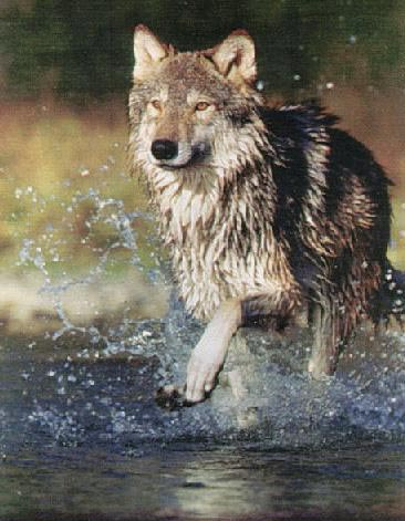 running wolf